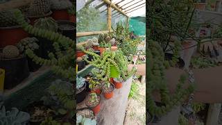 crassula perforata StringOfButton babys necklace shortvideo gardencollection succulent [upl. by Ayalat486]