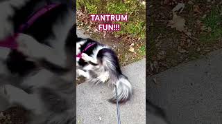 Husky Loves her TANTRUMS BOLO husky tantrum crazyhusky SheDoesntCare walkies funny [upl. by Mathis928]