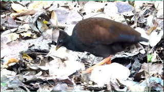 Orange footed Scrubfowl Megapodius reinwardt [upl. by Keavy]