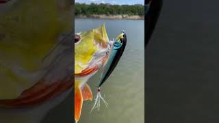 La pesca con Señuelos VENSE Superficiales Adrenalina en su mayor expresión [upl. by Naux304]