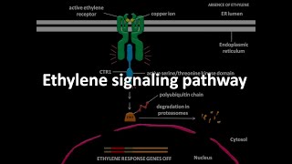 Ethylene signaling pathway [upl. by Einolem]