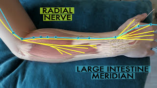 The scientific basis of acupuncture meridians [upl. by Matazzoni]