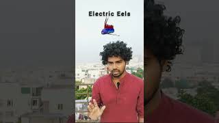 ELECTRIC Eel FACTS You Wont Believe facts [upl. by Rehpotsirk]