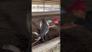 COW SERVICE IS THE SAME SERVICE TO GOD  COW COWLOVER ANIMALS TRENDING SHORTVIDEO GAUMATA [upl. by Puri84]