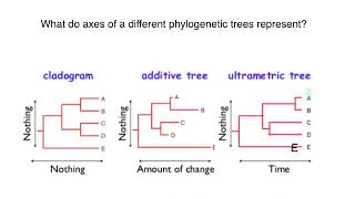 Cladogram Additive tree Ultrametric tree [upl. by Wilkey]