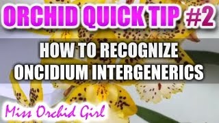 Orchid Tip 2  How to recognize an inter generic orchid and its crosses [upl. by Eelyr558]