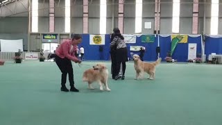 2023 Golden Retriever National  23 Best of Breed  BEST IN SHOW [upl. by Angelique]