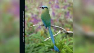 Guía Sonora de Aves  Alto San Miguel Momotus aequatorialis Barranquero [upl. by Llamaj705]