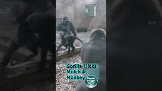 Monkey Surprise Gorilla Goes Wild Flicking Mulch [upl. by Anahpets]