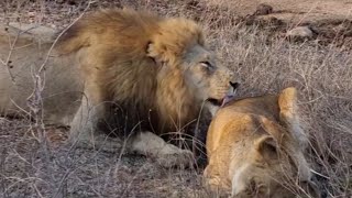 Plains Camp Male Lion loves his Ximungwe Lioness  27 September 2024 [upl. by Ahsito798]