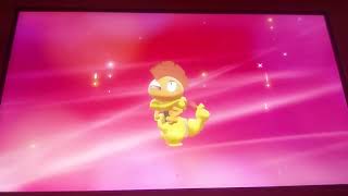 how to evolve scraggy into scrafty in pokemon sword and shield [upl. by Eniamerej]