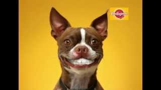 Pedigree® DentaStix® TVC 15s English [upl. by Yobybab]