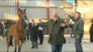 Eerste paardenmarkt in Barneveld [upl. by Liatris375]