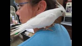 Albino Whiteface Cockatiel hatched 1616 [upl. by Arraek]