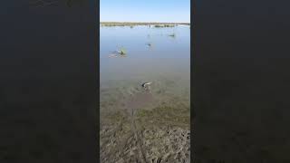 Fish walks on land fishing flyfishing catfish barble [upl. by Elleinaj]