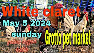 White claretyellow legged hatch may 5 2024 sunday grotto pet market [upl. by Suzette]