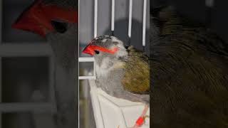 RedBrowed Finch hen Outside The Cage  Australian Finches  Birds [upl. by Asiuol]