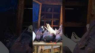 Homing pigeons feeding moment pigeon shortvideo homingpigeons kabootar foryou birds animals [upl. by Llorrad627]