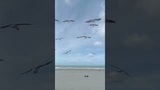 Black Headed Gulls in the Wind h2g2 birds [upl. by Leorsiy121]