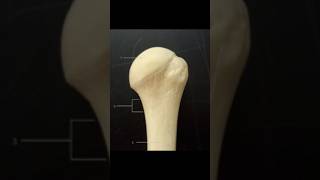 Muscle Attachments1Humerus Bone shortvideo humerus osteology muscle attachments doctors [upl. by Eerot]