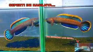 Cara Menebalkan Rim Ikan Channa Limbata  Progress Warna Channa Limbata [upl. by Mccarthy]