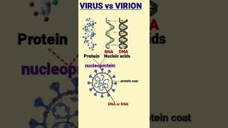 Difference between Virus and Virion  विषाणु और विरिओन  nucleoprotein [upl. by Scarito723]