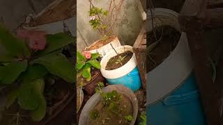 Chuti si shurvat 🌳 plants houseplants sunflora indoorplants indoorsplants plantlover indoor [upl. by Aniraz339]