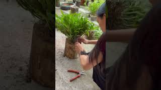 How amazing to grow orchids propagate plant fast and easy 291 [upl. by Salinas]