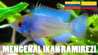 Royaje Aquascape Mengenal Ikan Ramirezi [upl. by Airpac610]