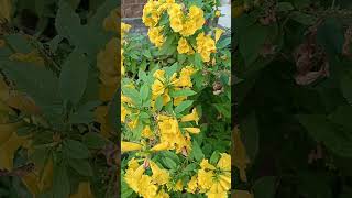 Tecoma stans  yellow Bells dwarf at full bloom tecoma blooming yellowflower miniature [upl. by Demodena496]