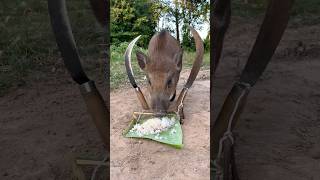 OMG These wild boar pig trap ever pigtrap shortvideo wildboar wildboarfarm pighunting viral [upl. by Arimas]