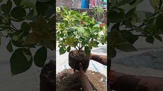 Bougainvillea pot change 🌱🌿plants gardening viralvideo [upl. by Nichola]