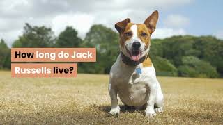 How long do Jack Russells live [upl. by Chard654]