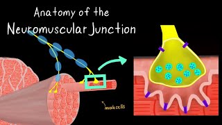 Anatomy of the Neuromuscular Junction [upl. by Nymassej388]