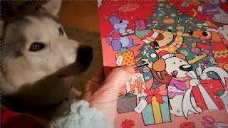 Husky Nook opens DOG CHOCOLATE Advent calendar  MADE FOR DOGS not Hoomans [upl. by Gan]