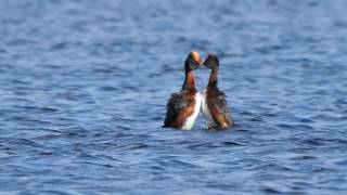 Slavonian Grebes Avielochan 31st May 2017 [upl. by Nievelt]