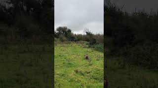 English Springer Spaniel Flushing Pheasant [upl. by Lesirg]