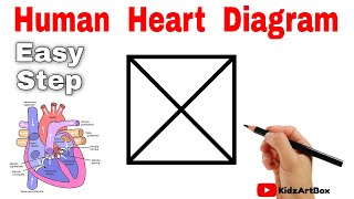 Box turns into Human Heart Class 10 Science Diagram  Easy Human Heart Diagram  Biology Diagram [upl. by Ramas480]