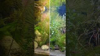 Rescape to the 20 gallon long aquarium New plants🌱 neocaridina aquascape aqaurium plantedtank [upl. by Saied]