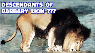 These Magnificent Lions May Be Descendants of Barbary Lion [upl. by Eaj809]