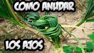 Como Atar Los Ajos En El Huerto  Huerta Organica  La Huertina De Toni [upl. by Amerigo]