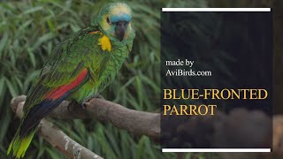 BlueFronted Parrot BlueFrontedTurquoiseFronted AmazonParrot Amazona Aestiva [upl. by Laural]