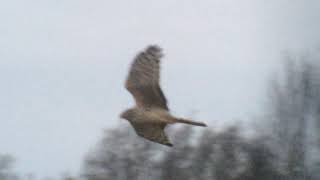 Hen Harrier Wicken Fen Cambridgeshire 141214 [upl. by Vasquez572]