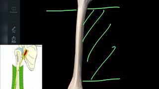 Anatomie de l’humérus en 3d ostéologie du membre supérieur [upl. by Auqinihs]