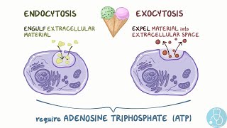 endocytose et exocytose [upl. by Laeria]