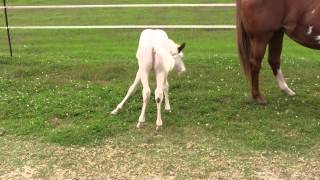 Coconut after her first bath  beautiful Medicine Hat filly [upl. by Secnarf]