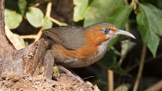 Rustycheeked Scimitarbabbler and its Song [upl. by Fontana974]