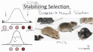 1231 Stabilizing Selection [upl. by Rednav]