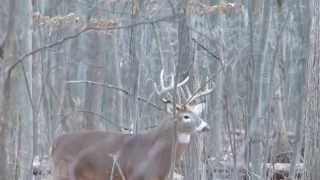 cerf de virginie période du rut part 1 longueuil [upl. by Spracklen]