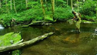 Smoky Mountain Fly Fishing The Green Mile 4k wild brook trout catch and release dry fly all day [upl. by Nnaeirelav]